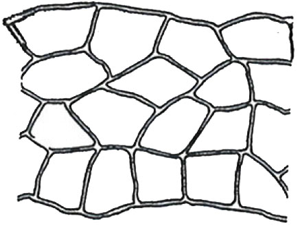 How to Jazz Up Your Concrete Using Stencils 5 5